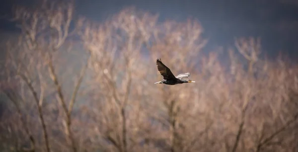 Dubbele Crested Aalscholver Tijdens Vlucht — Stockfoto