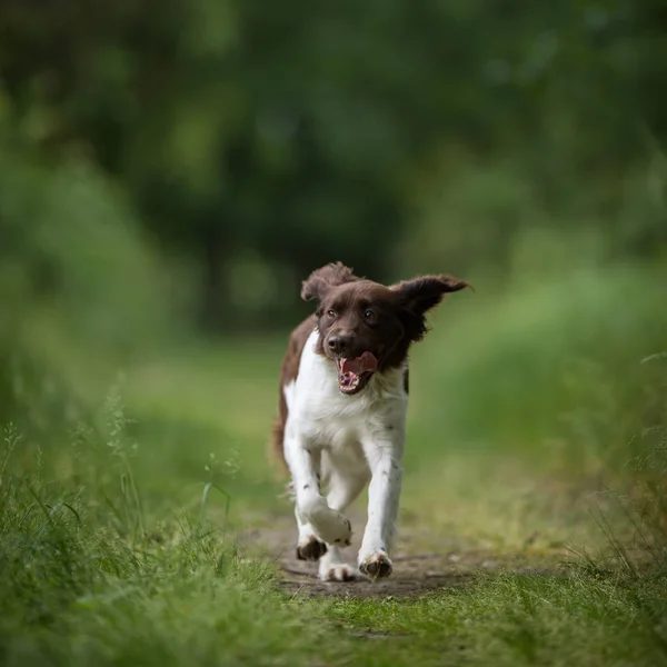 Симпатичная Собака Бегает Улице Лесу — стоковое фото