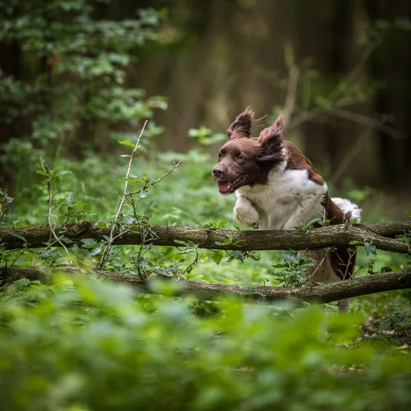 Cane Carino Che Corre All Aperto Una Foresta — Foto Stock