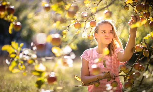 Roztomilá Dívka Při Sbírání Jablek Sadech Baví Sklizeň Zralého Ovoce — Stock fotografie