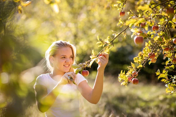 Ładna Dziewczyna Zbieranie Jabłek Sadzie Dobra Zabawa Zbiory Dojrzałych Owoców — Zdjęcie stockowe