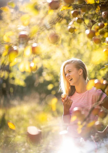 Cute Girl Picking Apples Orchard Having Fun Harvesting Ripe Fruits — Stock Photo, Image