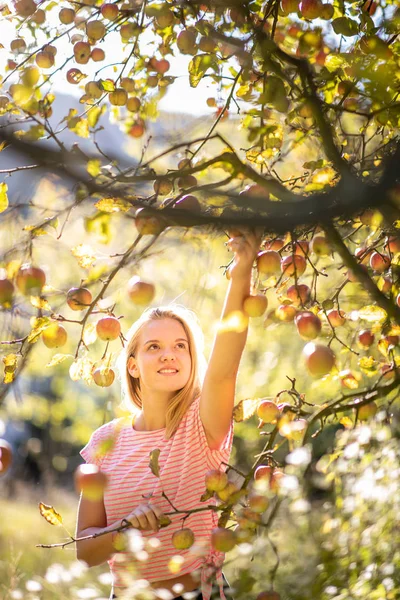 Linda Chica Recogiendo Manzanas Huerto Divirtiéndose Cosechando Los Frutos Maduros —  Fotos de Stock