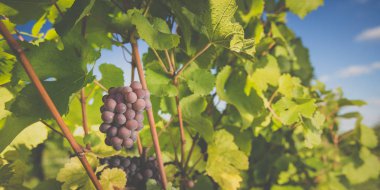 Sıcak öğleden sonra ışığında eski bir sarmaşıktan sarkan büyük bir demet kırmızı şarap üzümü