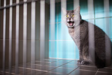 Hasta kedi kafesi veteriner kliniğinin tedavi için bekleyen