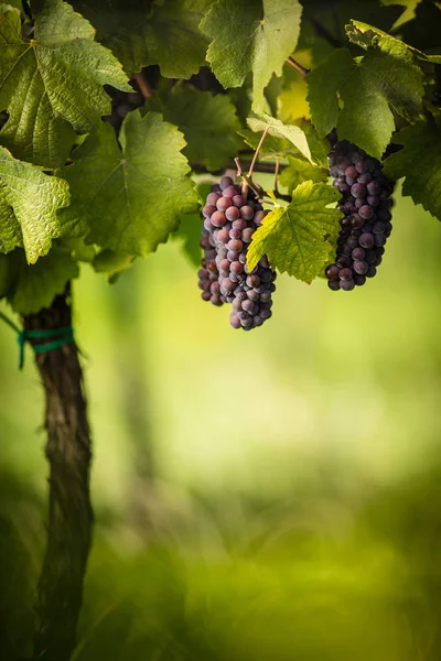 Grandes Cachos Uvas Vinho Tinto Pendurados Uma Velha Vinha Luz — Fotografia de Stock