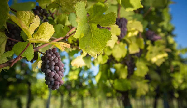 Grandes Cachos Uvas Vinho Tinto Pendurados Uma Velha Vinha Luz — Fotografia de Stock