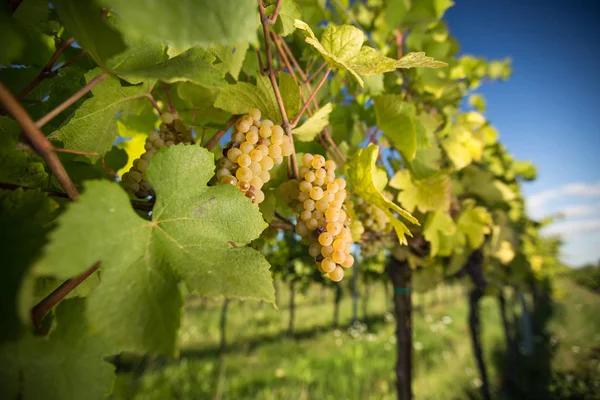 Grandes Grappes Raisin Vin Pendent Une Vieille Vigne Dans Lumière — Photo