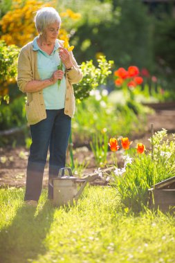 Yaşlı kadın bahçesinde bahçe işleriyle uğraşıyor. Çiçekleri suluyor.