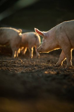 Pigs eating on a meadow in an organic meat farm clipart