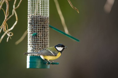 Great tit (Parus major) on a feeder in a garden, hungry during winter clipart