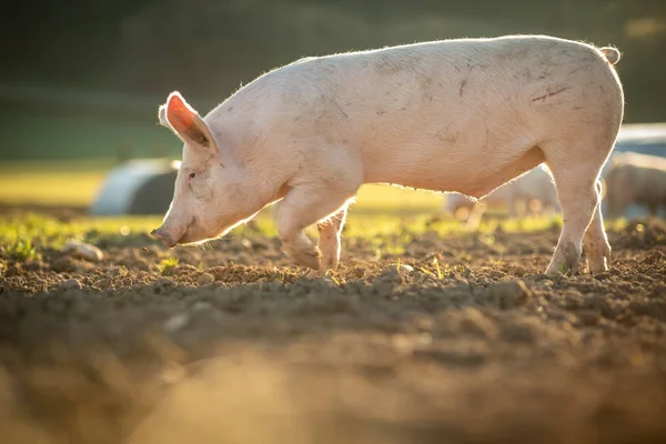 Cerdos Comiendo Prado Una Granja Carne Orgánica —  Fotos de Stock