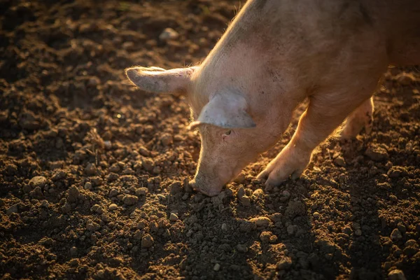 有機食肉農場の牧草地で食べる豚 — ストック写真