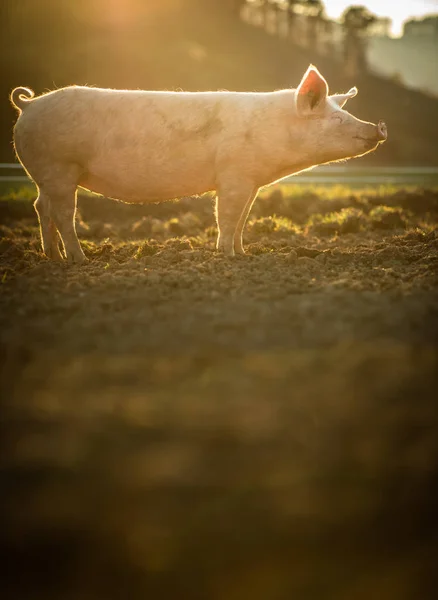 Svin Som Äter Äng Ekologisk Köttfarm — Stockfoto