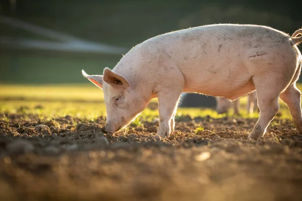 Schweine Fressen Auf Einer Wiese Einem Biobauernhof — Stockfoto