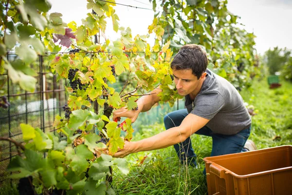 Hermoso Joven Viticultor Cosechando Uvas Vid Viñedo Imagen Tonificada Color —  Fotos de Stock