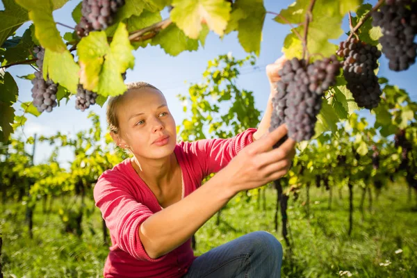 Mooie Vrouwelijke Wijnboer Oogsten Witte Wijnstok Druiven Kleur Afgebeeld — Stockfoto
