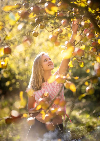 Мила Дівчина Збирає Яблука Саду Весело Збирає Стиглі Плоди Праці — стокове фото