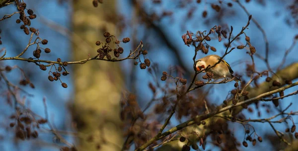 Retrato de jilguero europeo en rama en invierno — Foto de Stock