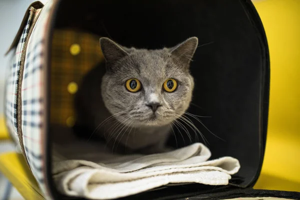 Cat in a veterinary clinic. Feline patient waiting in the waitin