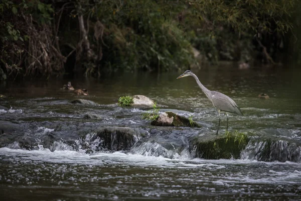 Caccia all'airone grigio in un fiume - fauna selvatica nel suo habitat naturale — Foto Stock