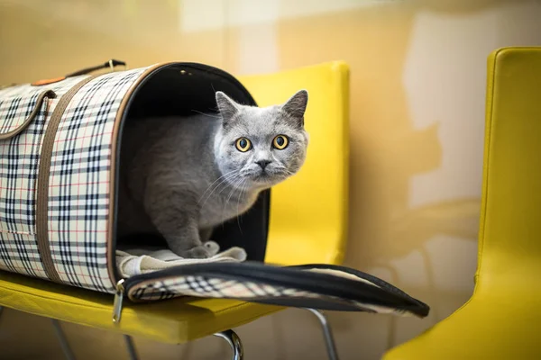 동물 병원에 고양이 — 스톡 사진