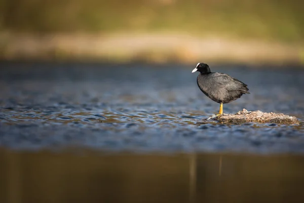 Der eurasische Blässhuhn — Stockfoto