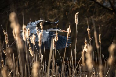 Gri Heron güzel akşam ışığında uçuş - 