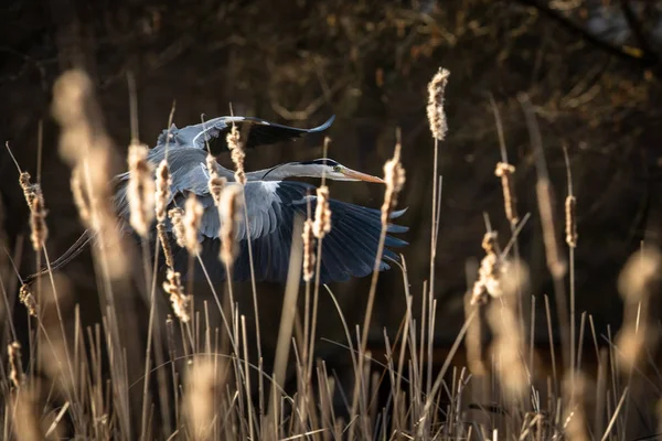 Gri Heron güzel akşam ışığında uçuş - — Stok fotoğraf