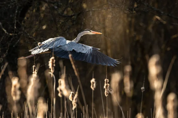 Gri Heron güzel akşam ışığında uçuş - — Stok fotoğraf