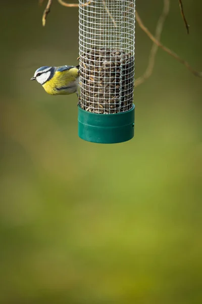 Tiny Blue tit on a feeder in a garden, hungry during winter — Stock Photo, Image