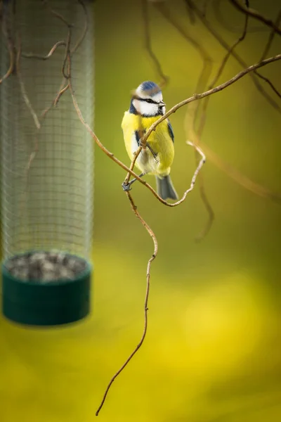 Maminha azul minúscula em um alimentador em um jardim, com fome durante o inverno — Fotografia de Stock