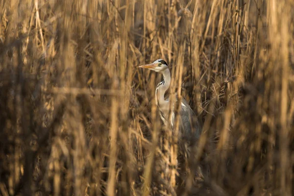 Héron gris (Ardea cinerea) en vol dans une belle lumière du soir — Photo