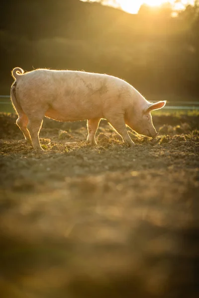 Porcos comendo em um prado em uma fazenda de carne orgânica — Fotografia de Stock