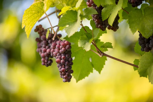 Uvas de vino tinto en un viñedo justo antes de la cosecha — Foto de Stock