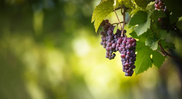 De grandes grappes de raisins rouges sont suspendues à une vieille vigne — Photo