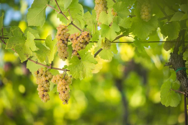Dikke trossen rode wijn druiven van een oude wijnstok hangen — Stockfoto