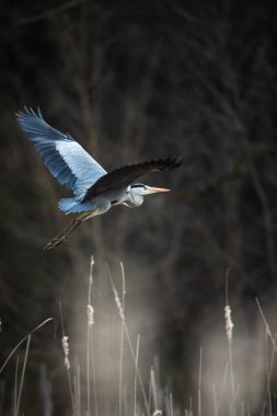 Güzel akşam ışığında uçuş gri Heron (Ardea cinerea) - 
