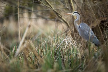 Gri Heron (Ardea cinerea) - doğal yaşam alanında yaban hayatı