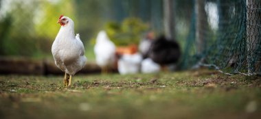 Bir çiftlikte tavuk (Gallus gallus domesticus)