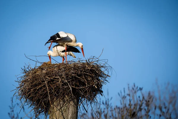 Elegant hvit stork (Ciconia ciconia) i hekketiden , – stockfoto