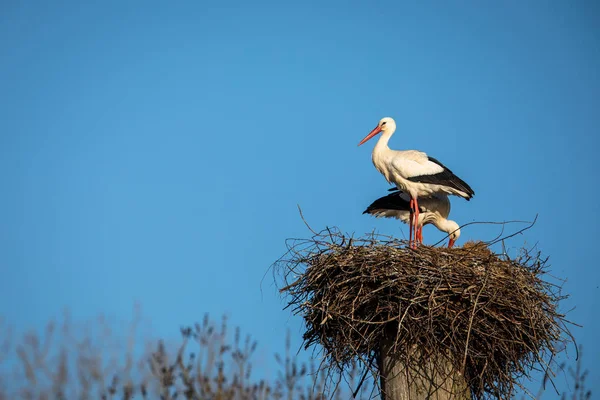 Elegant white stork (Ciconia ciconia) during the nesting season, — Stock Photo, Image