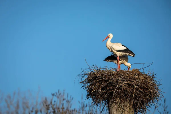 Cigogne blanche élégante (Ciconia ciconia) pendant la saison de nidification , — Photo