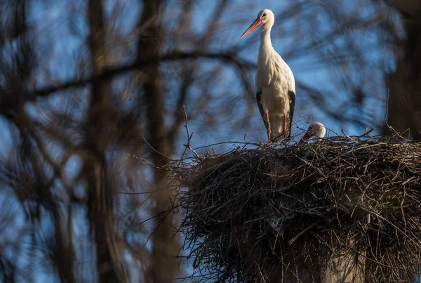 Elegant white stork (Ciconia ciconia) during the nesting season, — Stock Photo, Image