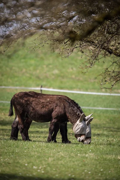 Dois burros não falam um com o outro. — Fotografia de Stock