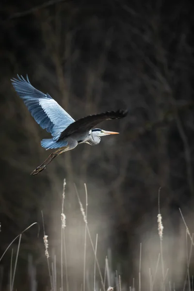 Garça cinzenta (Ardea cinerea) em voo em linda luz da noite  - — Fotografia de Stock