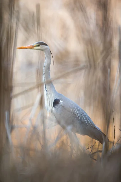 Garça-cinzenta (Ardea cinerea) - vida selvagem no seu habitat natural — Fotografia de Stock