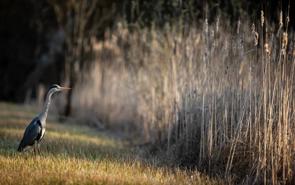 Garça-cinzenta (Ardea cinerea) - vida selvagem no seu habitat natural — Fotografia de Stock