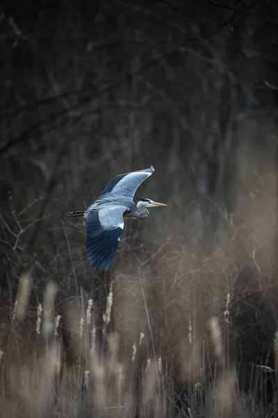 Grey Heron (Ardea cinerea) i flykt i härligt kvälls ljus - — Stockfoto