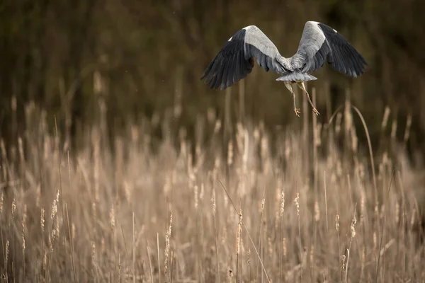 Gri Heron (Ardea cinerea) - doğal yaşam alanında yaban hayatı — Stok fotoğraf